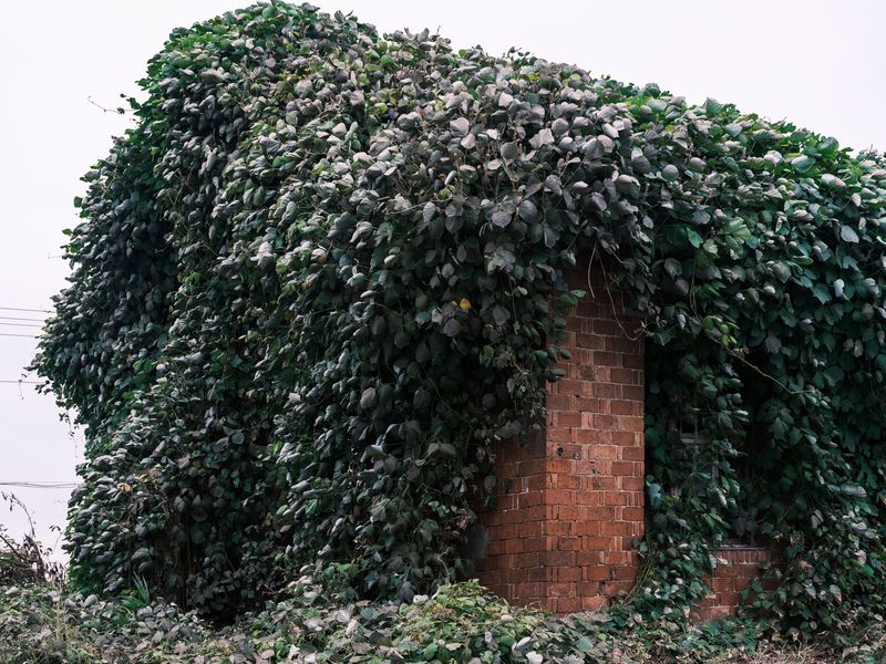 Kudzu