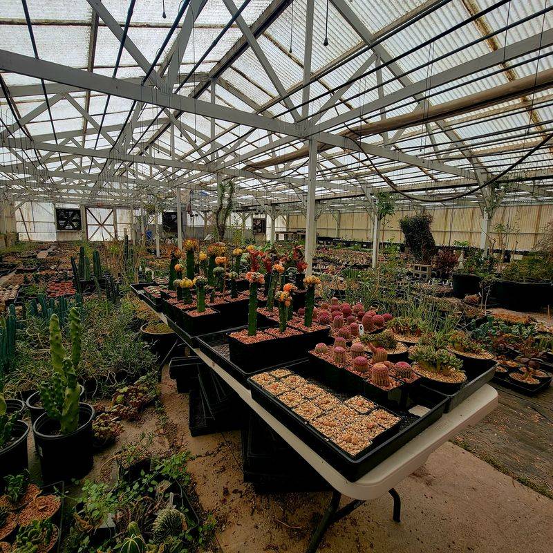 LA Succulents - Lake View Terrace, California LA Succulents - Lake View Terrace, California