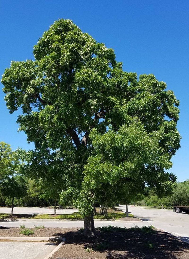 Lacey Oak