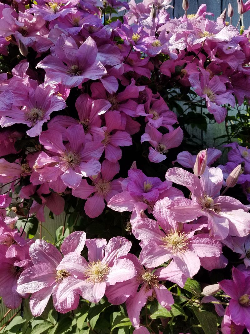 Lack Of Potassium Reduces Blooms