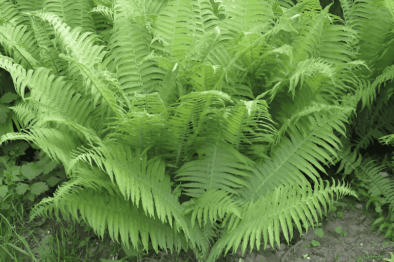 Lady Fern Adds Soft Texture Without Tender Leaves