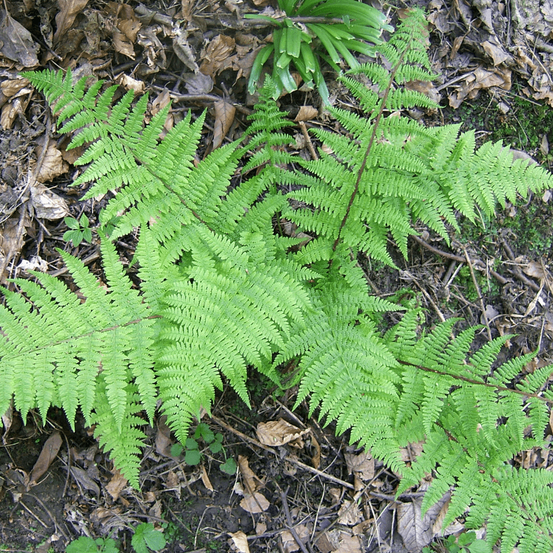 Lady Fern Unfurls Fresh Feathery Texture