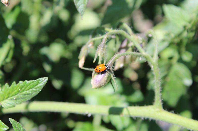Ladybugs And Other Predators Offer Natural Aphid Control