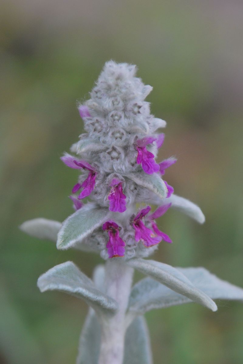 Lamb's Ear