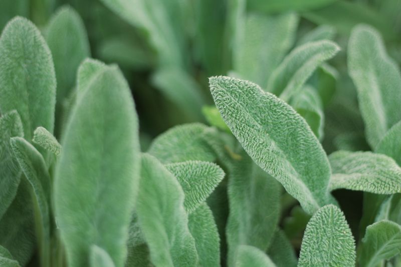 Lamb's Ear Lamb's Ear