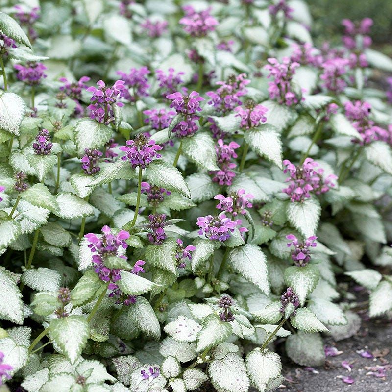 Lamium Bringing Silver-Green Foliage To Dry Shade