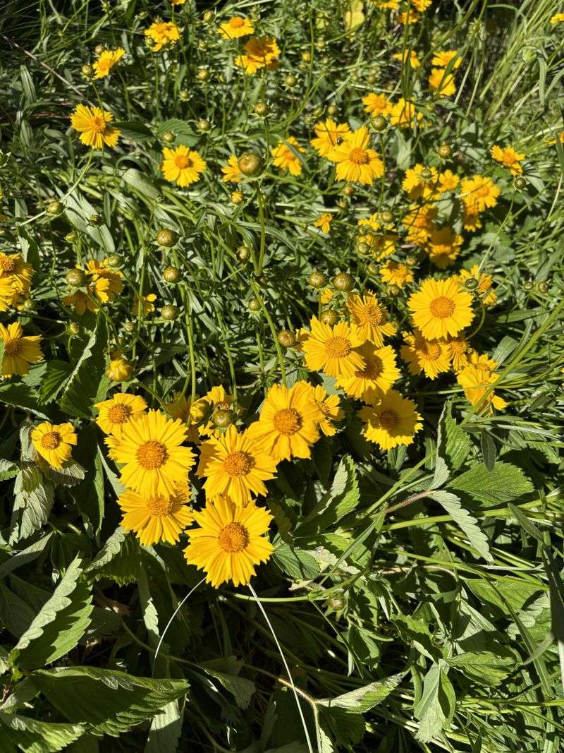 Lanceleaf Coreopsis Adds Summer Gold Lanceleaf Coreopsis Adds Summer Gold