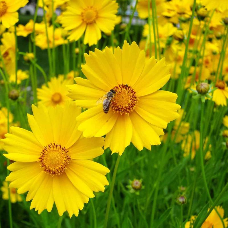 Lanceleaf Coreopsis Keeps Sunny Beds Golden Lanceleaf Coreopsis Keeps Sunny Beds Golden