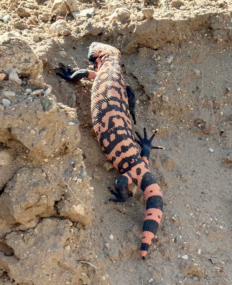 Landscape Features That Can Attract Gila Monsters Landscape Features That Can Attract Gila Monsters