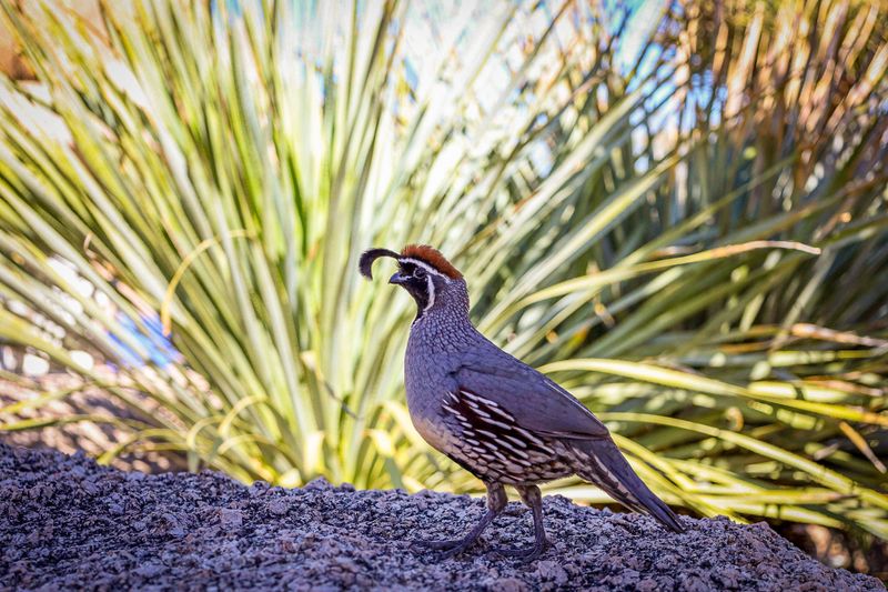 Landscaping Changes Signal Danger To Cautious Birds Landscaping Changes Signal Danger To Cautious Birds