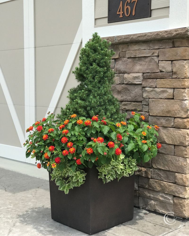 Lantana Adapts Easily To Containers And Hanging Baskets Lantana Adapts Easily To Containers And Hanging Baskets