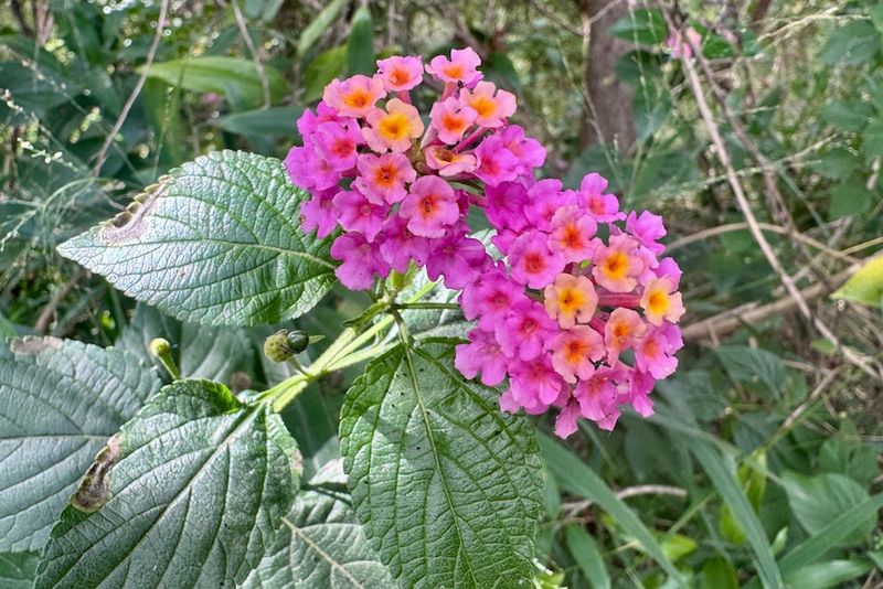 Lantana Camara Is Being Pushed Out Of Sensitive Habitat Lantana Camara Is Being Pushed Out Of Sensitive Habitat