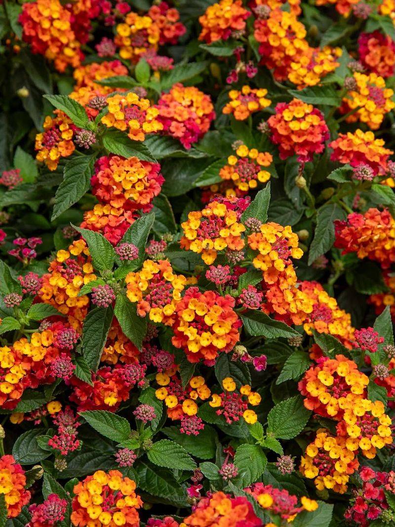 Lantana Keeps Color Moving