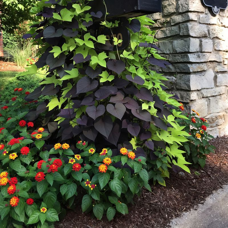 Lantana Paired With Trailing Sweet Potato Vine