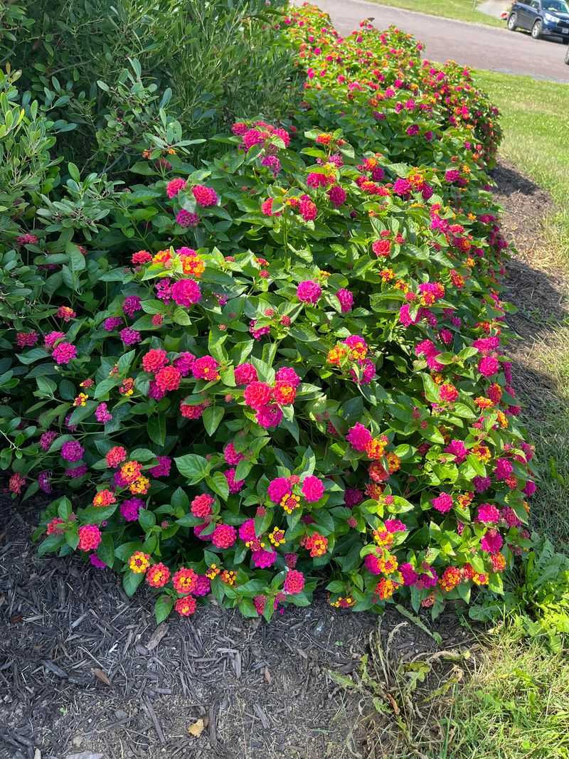 Lantana Powers Through Reflected Heat
