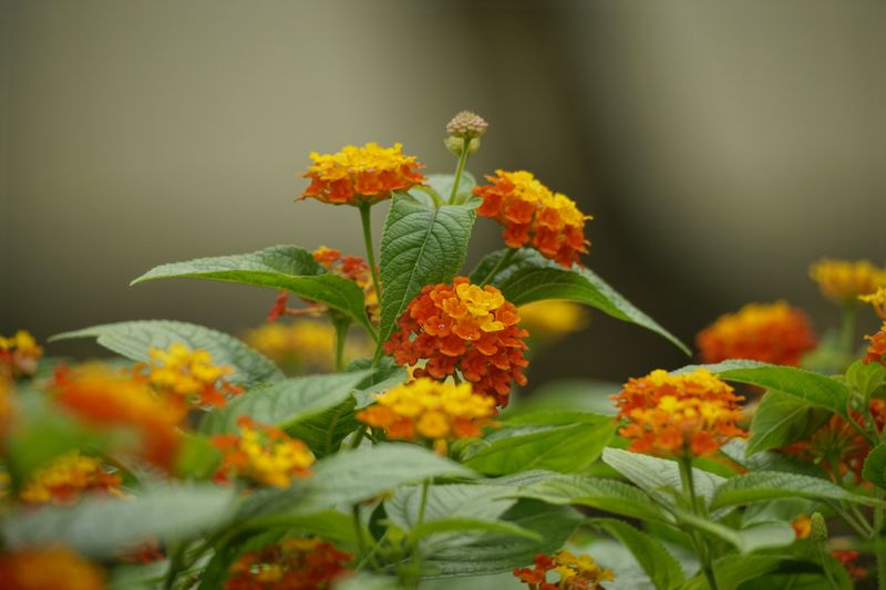 Lantana Lantana