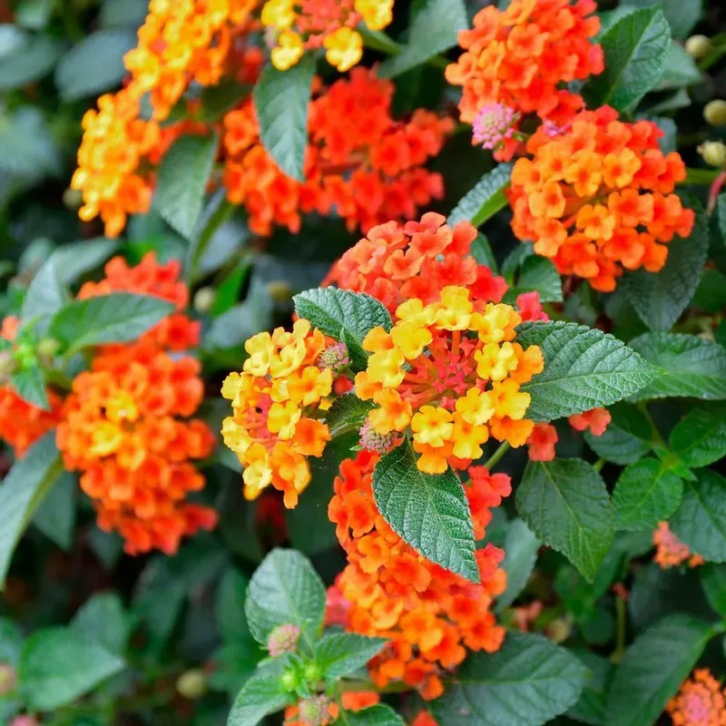 Lantana