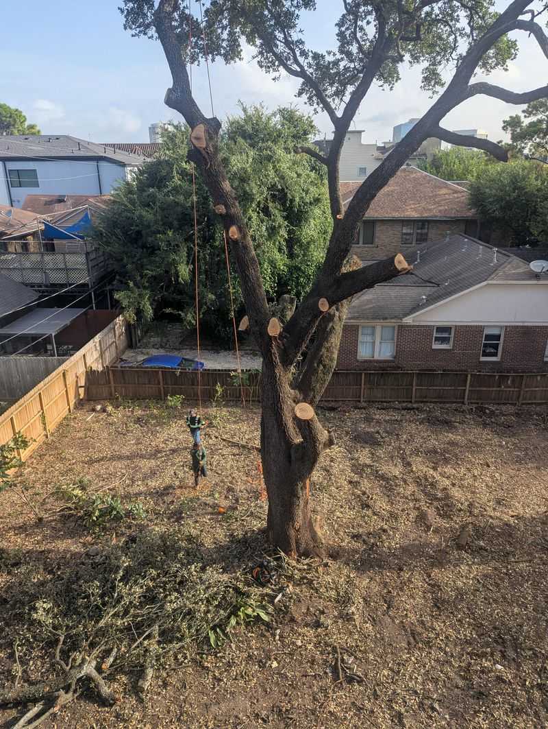 Large Branches Can Come With Extra Rules