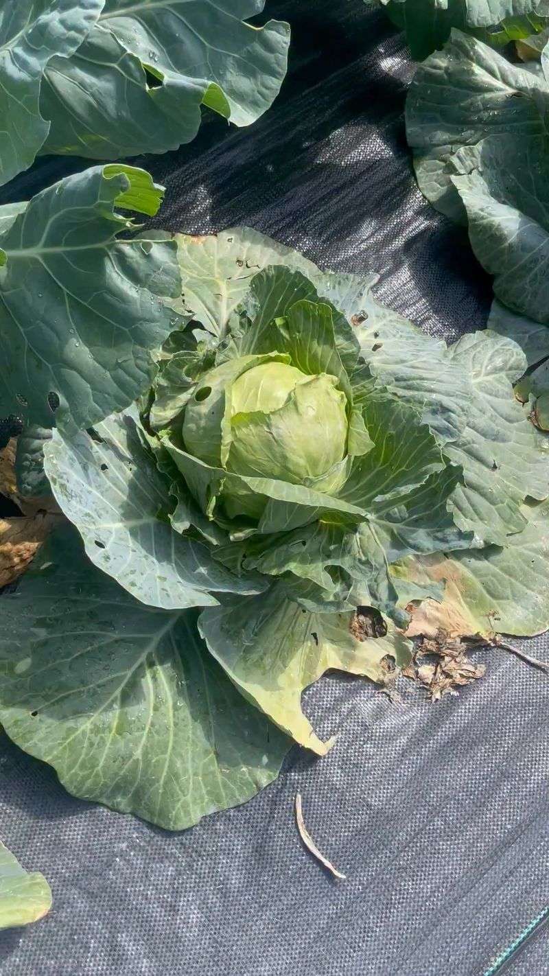 Large Cabbages Crowd The Bed