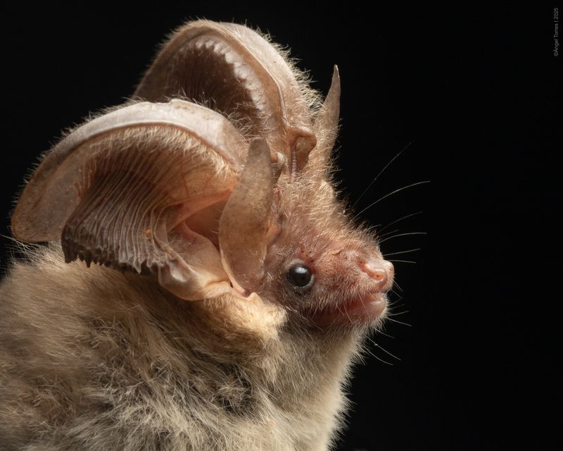 Large Ears Let Them Hear Scorpions Moving