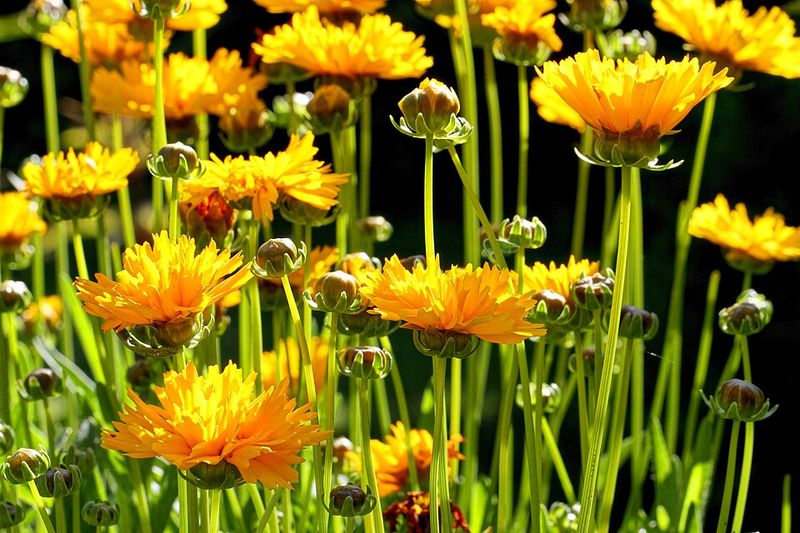 Large-Flowered Coreopsis Shrugs Off Dry Heat Large-Flowered Coreopsis Shrugs Off Dry Heat