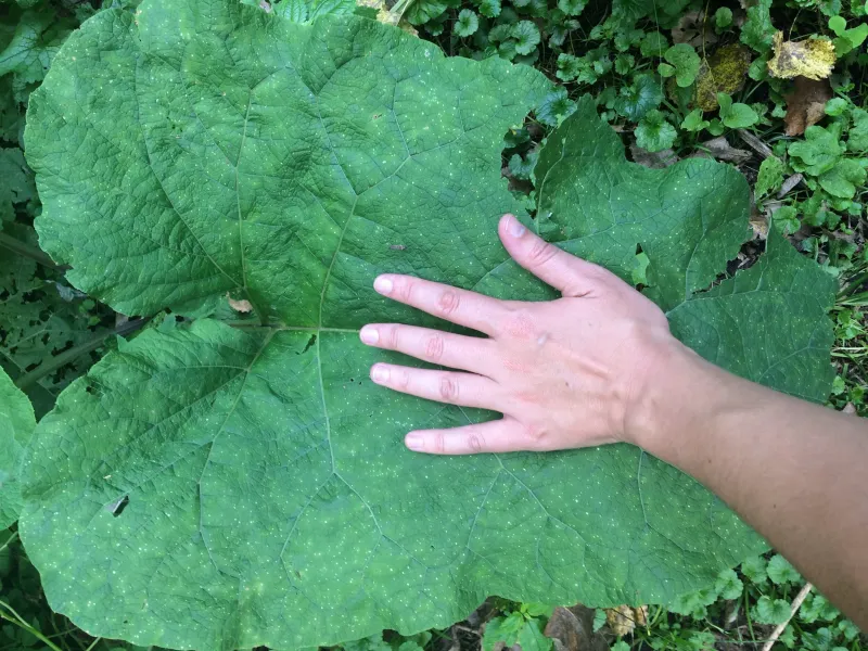 Large Heart-Shaped Leaves Make This Weed Easier To Spot Large Heart-Shaped Leaves Make This Weed Easier To Spot