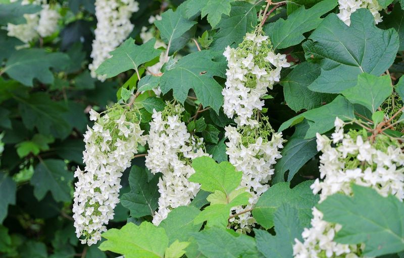 Large Leaves Fill Garden Beds With Dense Foliage