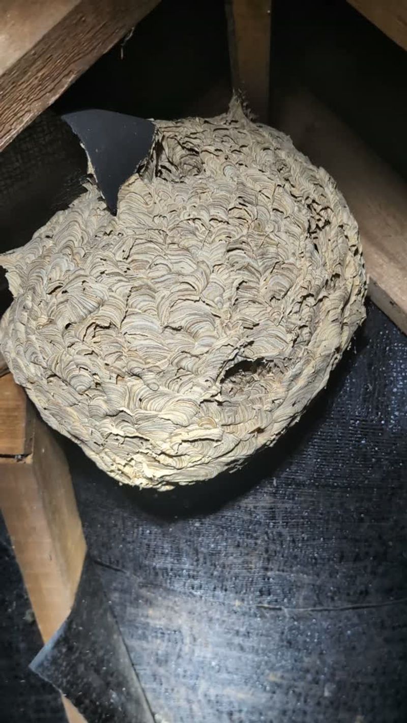 Large Nests Can Become Dangerous To Remove Yourself