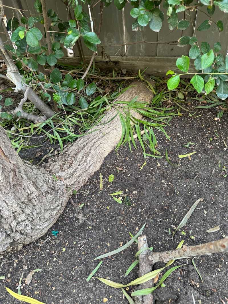 Large Roots Are Different From Tiny Surface Roots Large Roots Are Different From Tiny Surface Roots