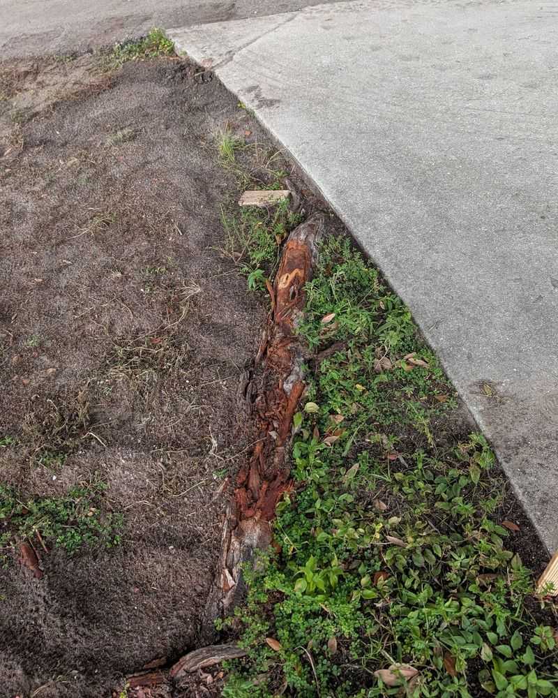 Large Surface Roots Eventually Need Somewhere To Go Large Surface Roots Eventually Need Somewhere To Go