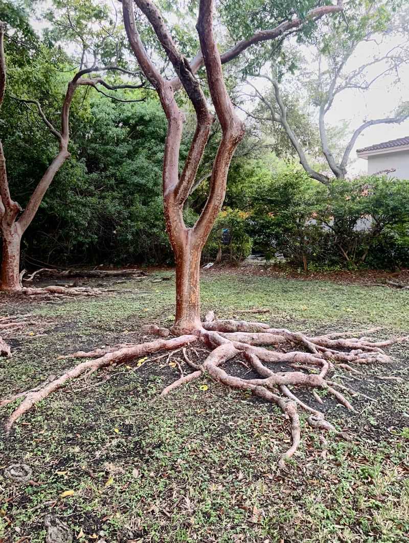 Large Surface Roots Need Breathing Space Large Surface Roots Need Breathing Space