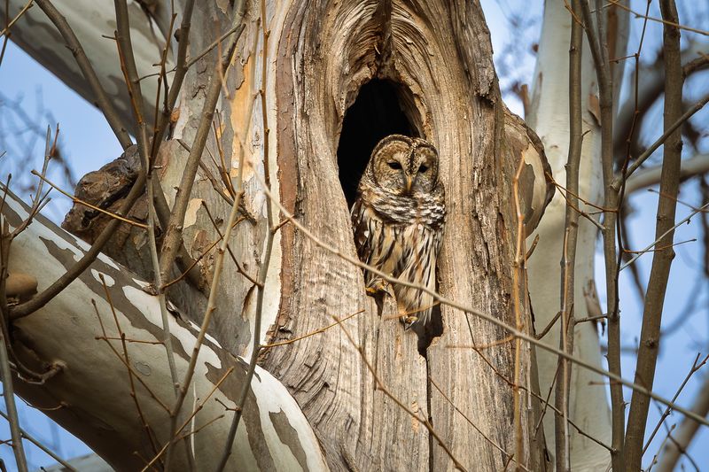 Large Tree Cavities Give These Owls Something Young Yards Cannot Large Tree Cavities Give These Owls Something Young Yards Cannot