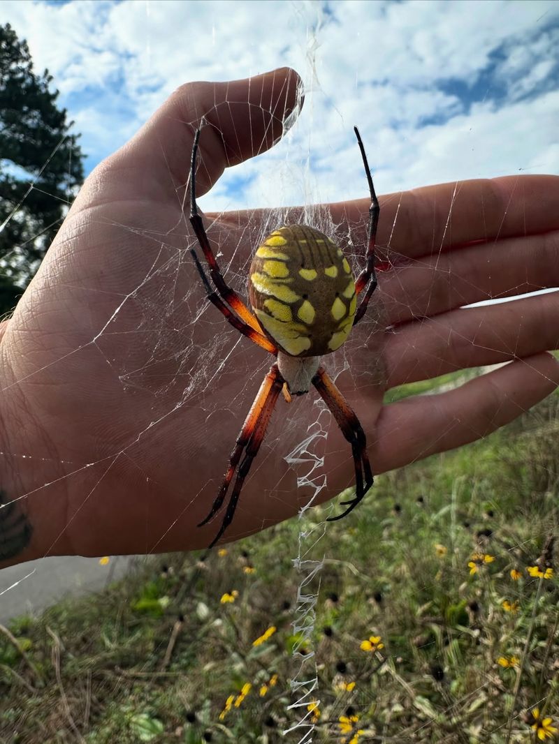 Large Webs Do Not Damage Healthy Plants