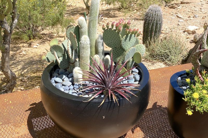 Larger Containers Give Roots More Soil Protection Larger Containers Give Roots More Soil Protection