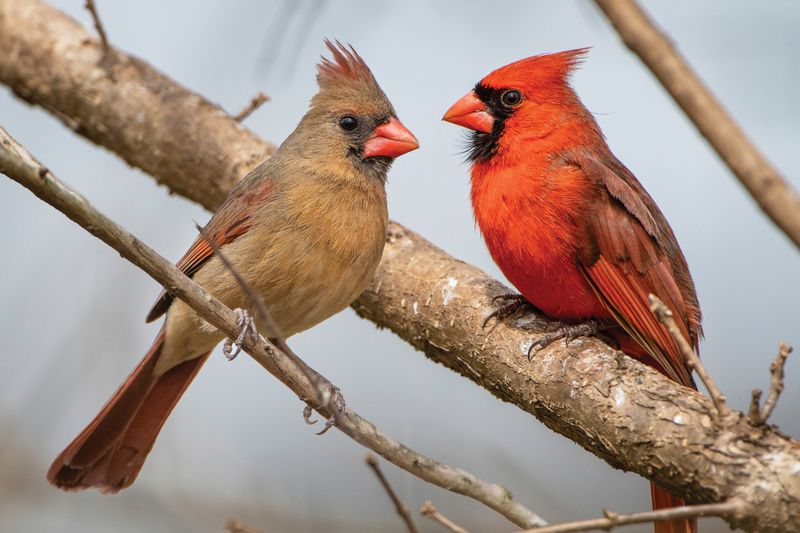 Larger Flocks Become More Common As Fall Arrives
