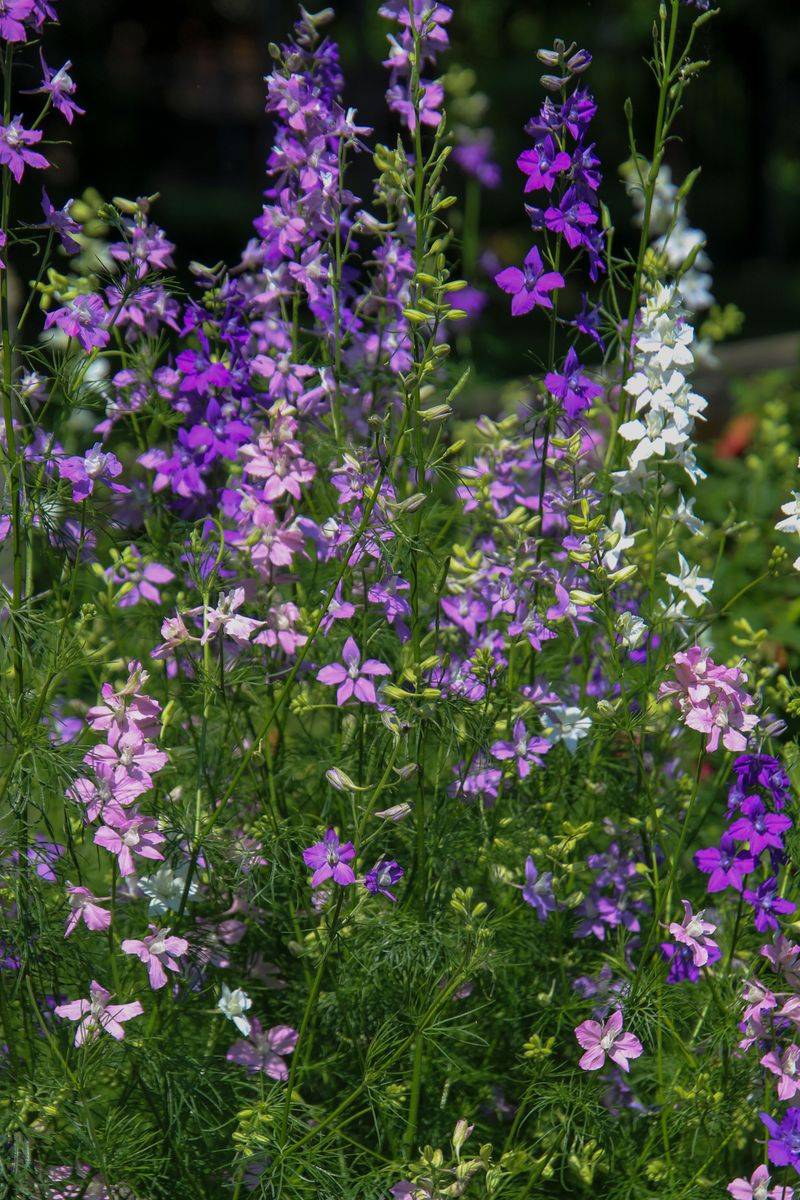 Larkspur Seedlings Appear In Unexpected Places Larkspur Seedlings Appear In Unexpected Places