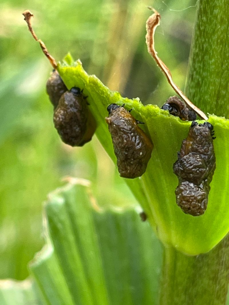 Larvae Cause Far More Destruction Than Adults Larvae Cause Far More Destruction Than Adults