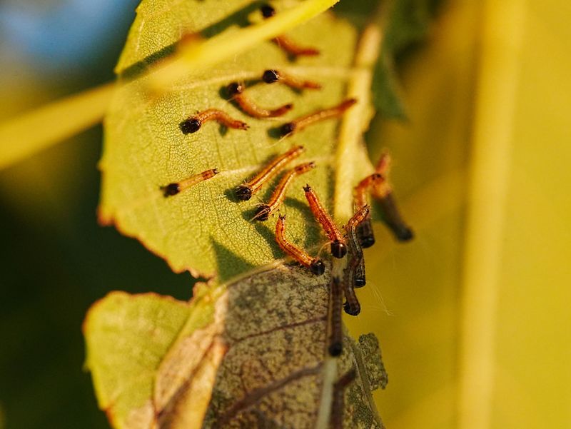 Larvae Don't Burrow, They Detach After Feeding