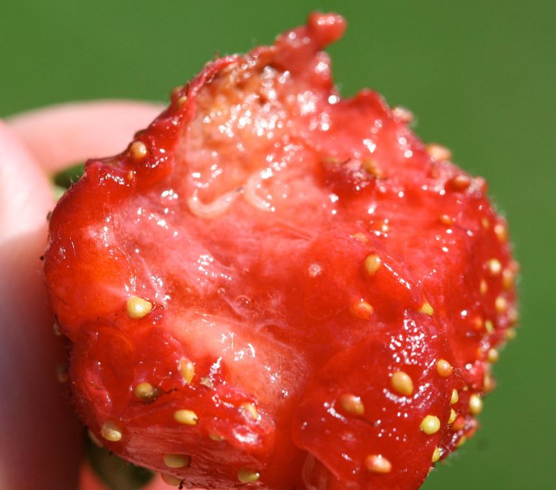 Larvae Feeding Inside Berries You Thought Were Fine