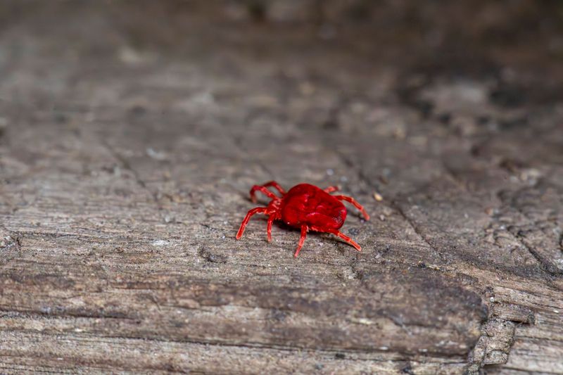 Larval Chiggers, Unlike Ticks, Drop Off After Feeding Larval Chiggers, Unlike Ticks, Drop Off After Feeding