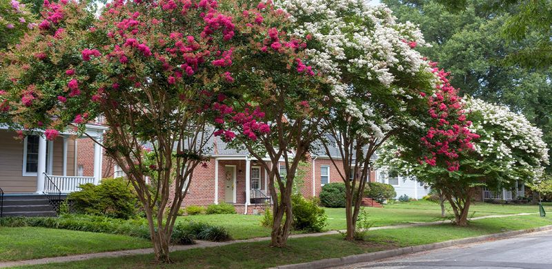 Late August Blooms Often Started Weeks Earlier