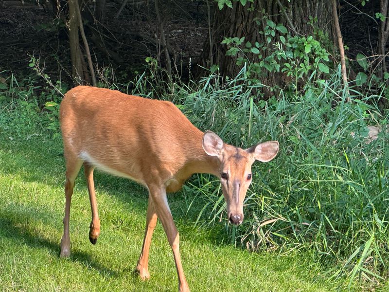 Late August Can Bring Antler Rubs To Young Trees