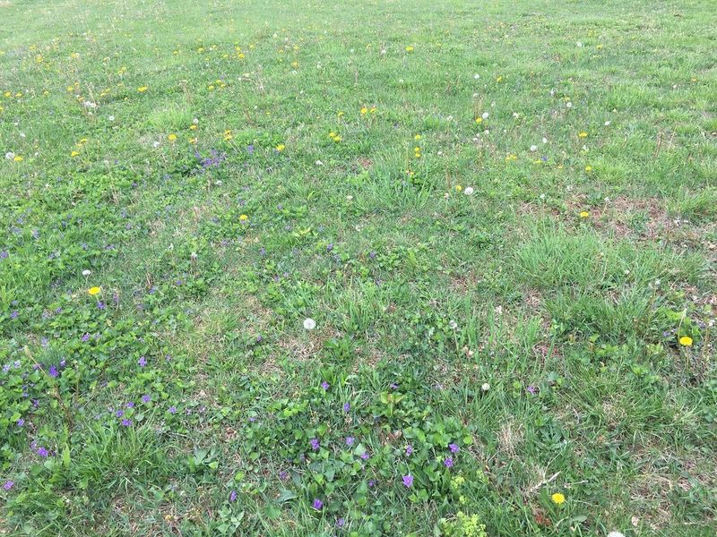 Late August Cooling Does Not Make Every Lawn Ready Late August Cooling Does Not Make Every Lawn Ready