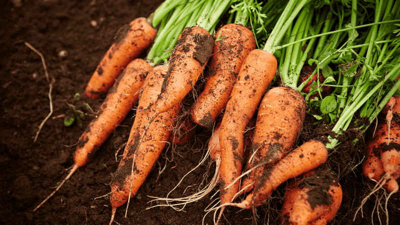 Late August Gives Carrots An Early Fall Start