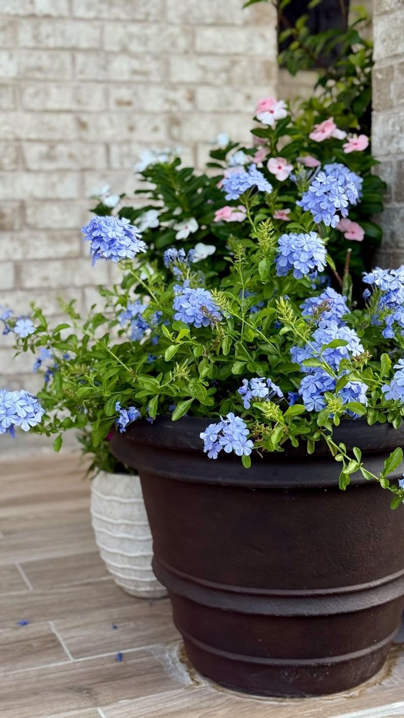Late August Heat Still Shapes What Plumbago Needs