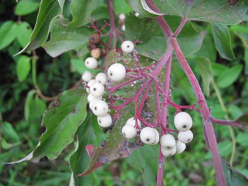 Late August Is When Gray Dogwood Starts Paying Off