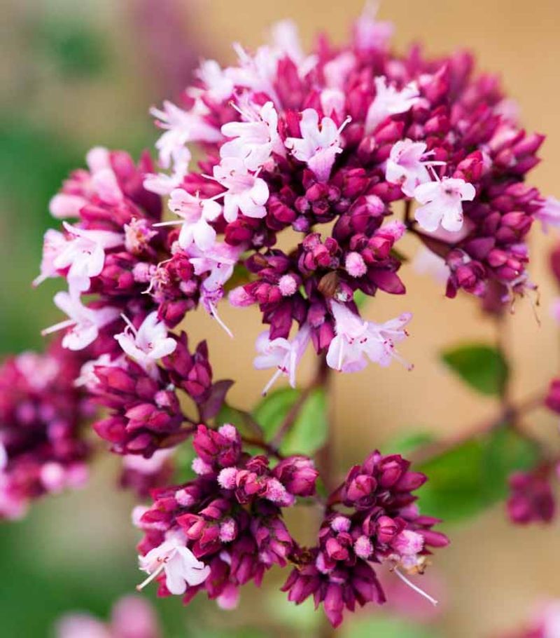 Late August Is When The Flower Clusters Really Shine Late August Is When The Flower Clusters Really Shine