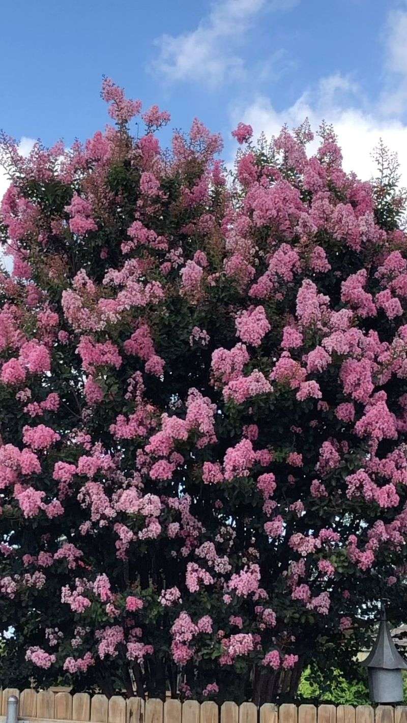 Late August Marks The Cutoff For A Second Flush Of Blooms Late August Marks The Cutoff For A Second Flush Of Blooms