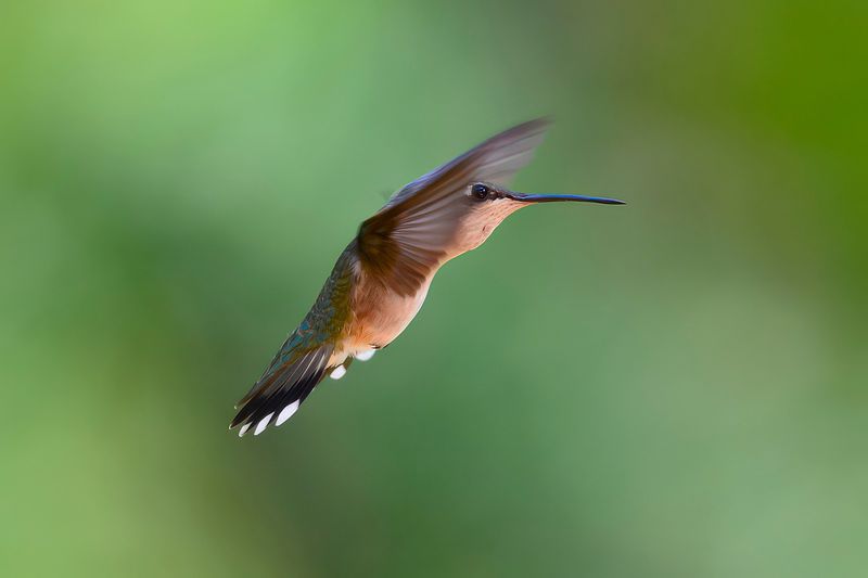 Late August Marks The Start Of Fall Migration