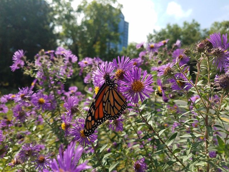 Late-Blooming Asters Feed Migrating Monarchs